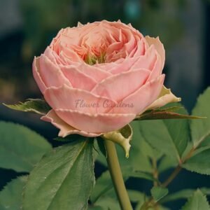 Sweet Eyes Rose丨Flower Gardens