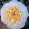 Tie Dye Rose丨Flower Gardens