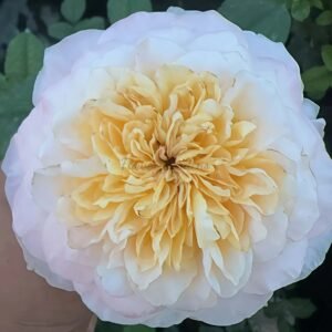 Tie Dye Rose for sale丨Flower Gardens