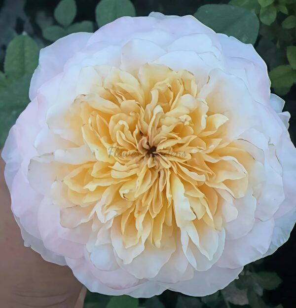 Tie Dye Rose for sale丨Flower Gardens