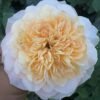 Tie Dye Rose丨Flower Gardens