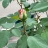 Tie Dye Rose plant丨Flower Gardens