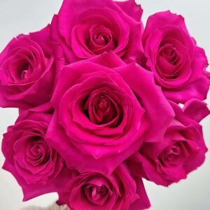 Topaz Rose丨Flower Gardens