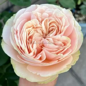 Unforgettable Rose丨Flower Gardens