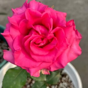 VIPink Rose for sale丨Flower Gardens