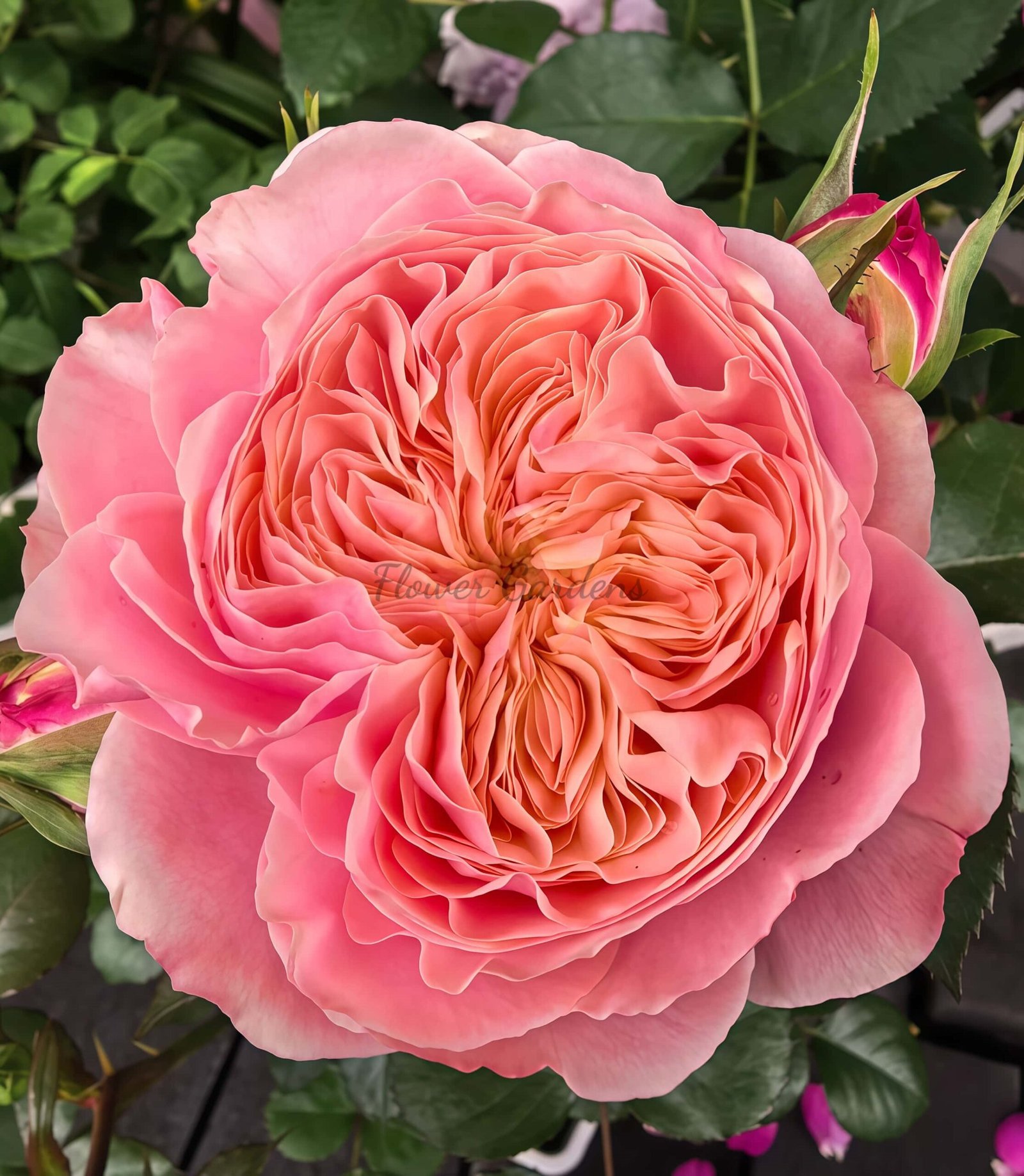 Victorian Classic Rose for sale丨Flower Gardens