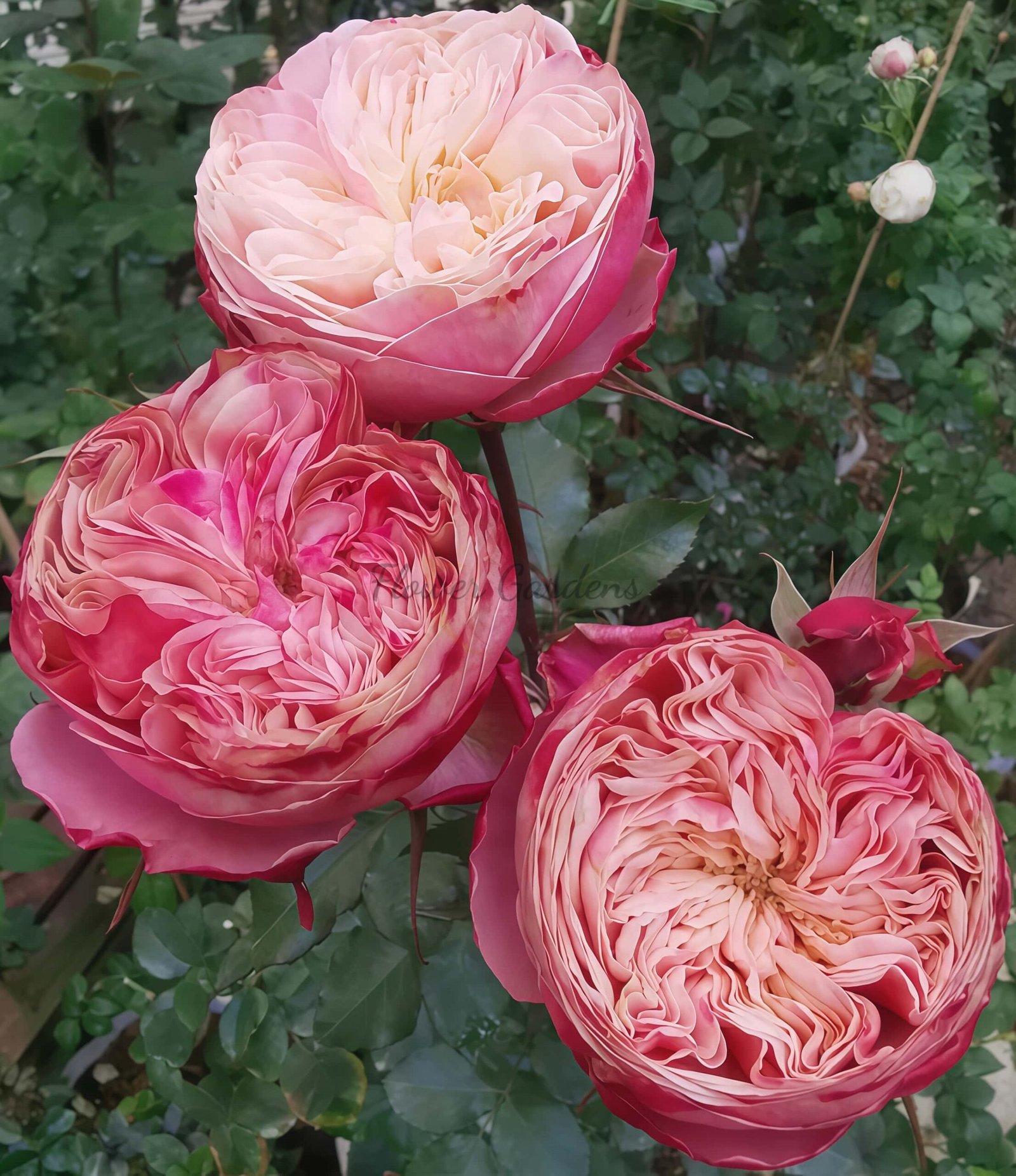 Victorian Classic Rose plant丨Flower Gardens