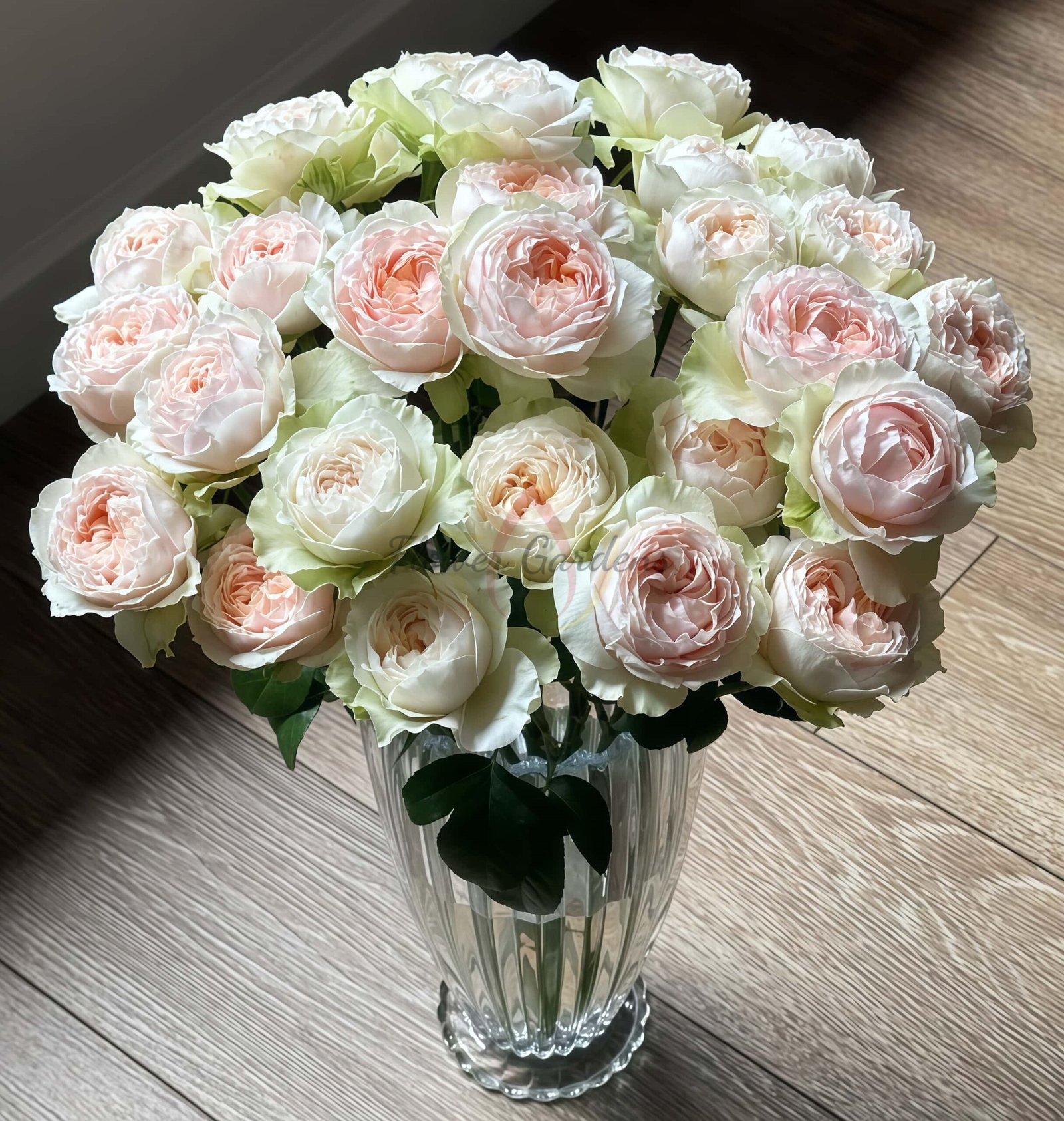 Victorian bride Rose plant丨Flower Gardens