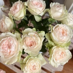 Victorian bride Rose丨Flower Gardens