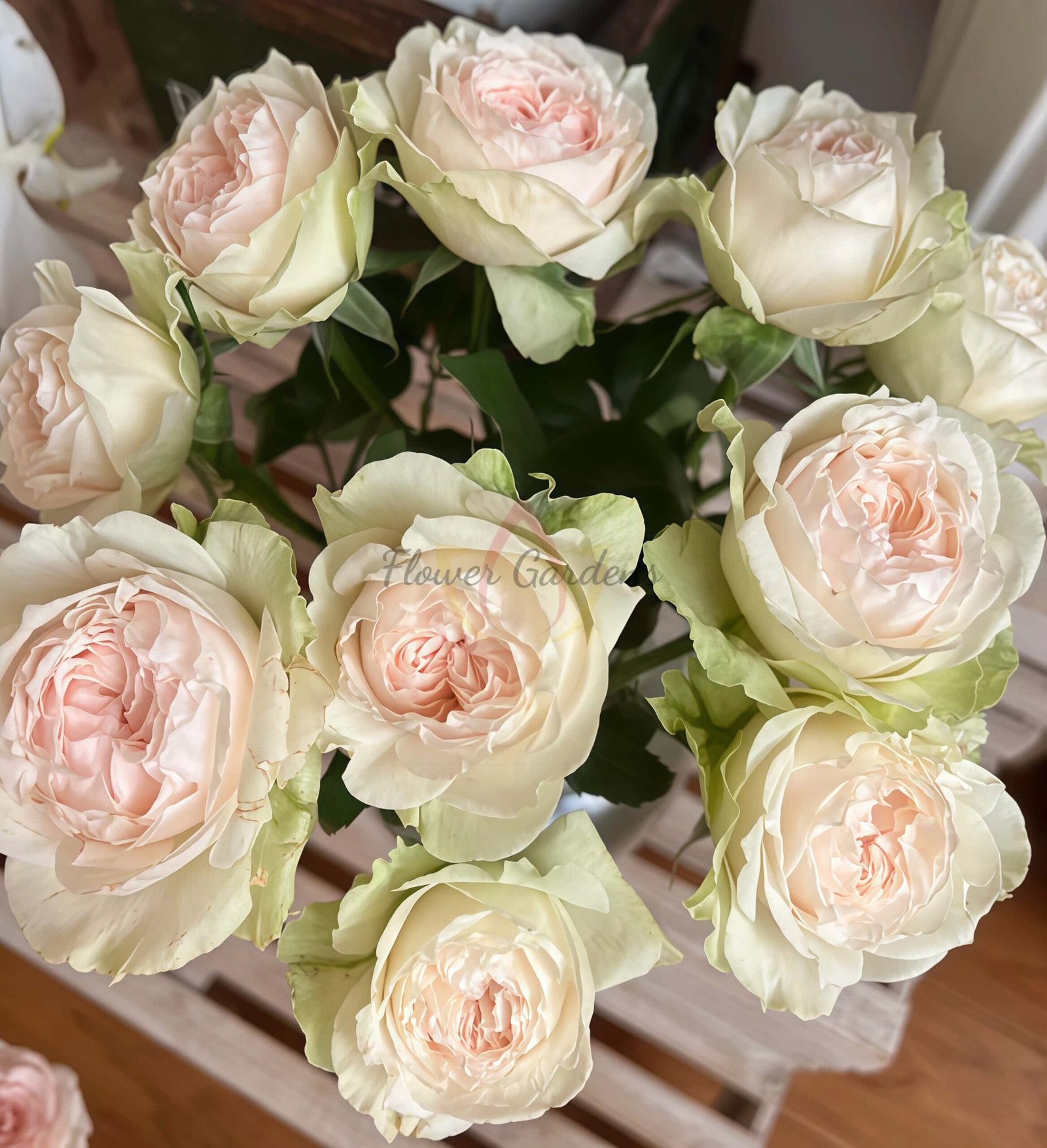 Victorian bride Rose丨Flower Gardens