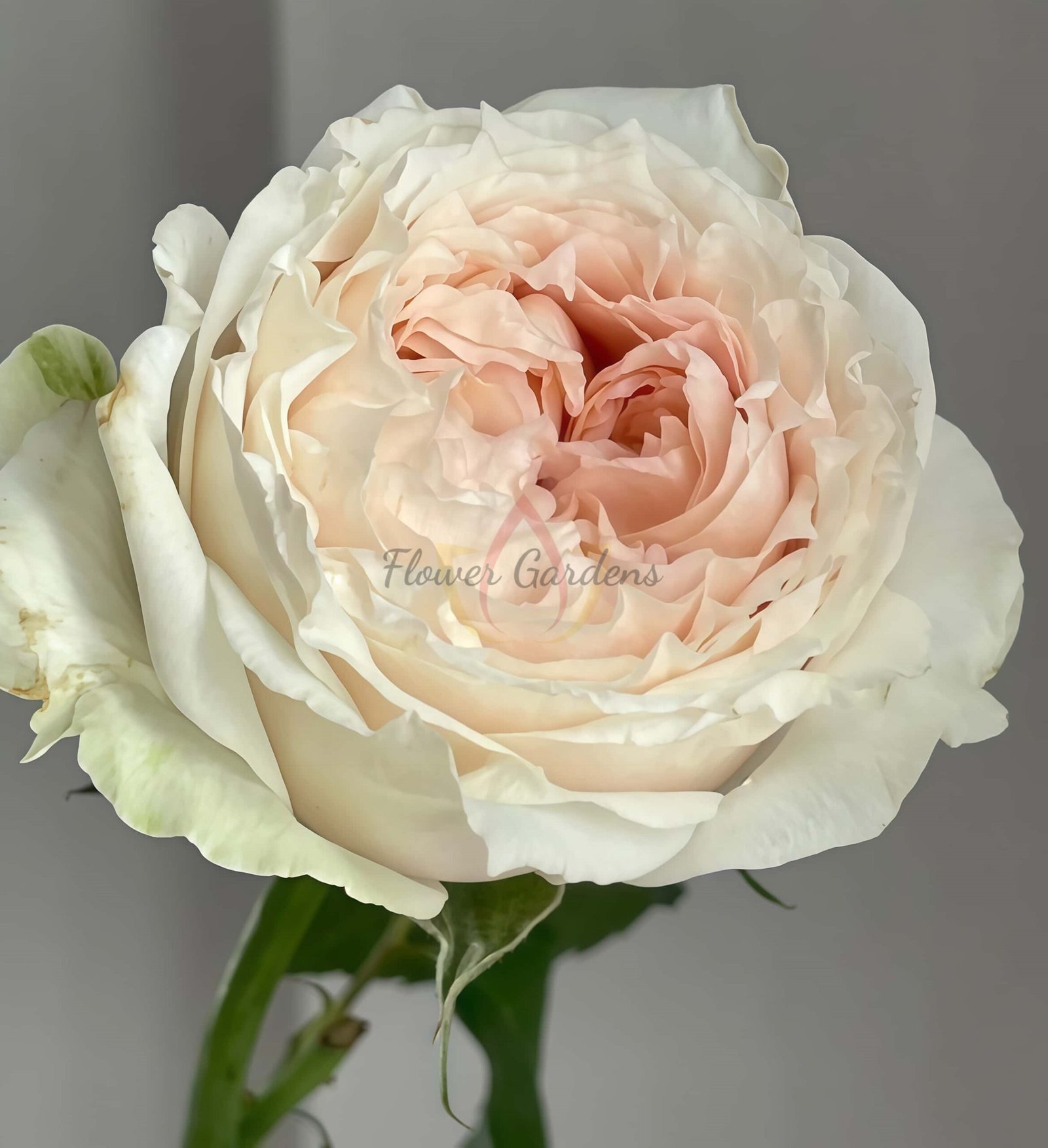 Victorian bride Rose for sale丨Flower Gardens