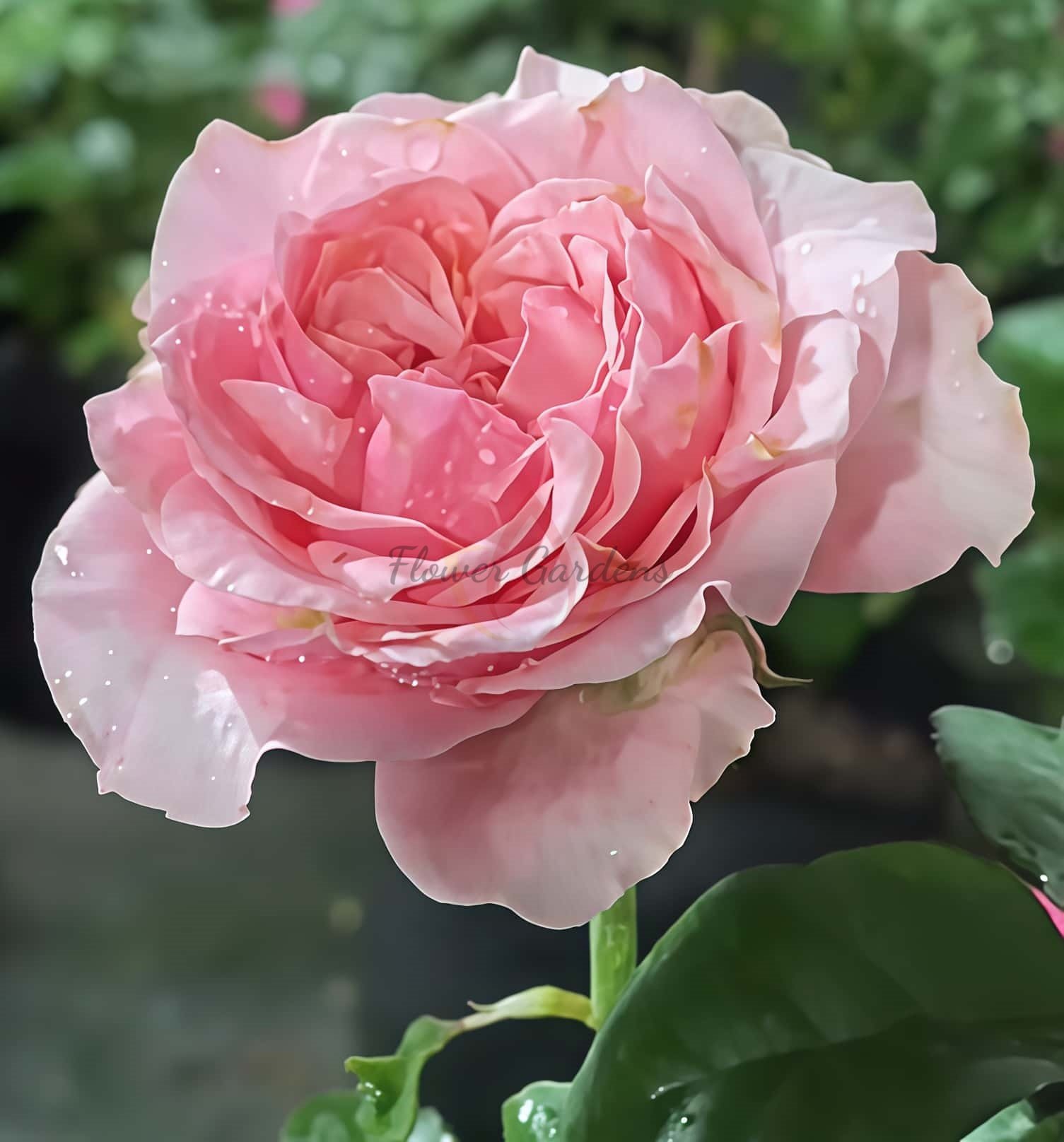 Victorian kiss Rose丨Flower Gardens