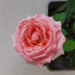 Victorian kiss Rose plant丨Flower Gardens