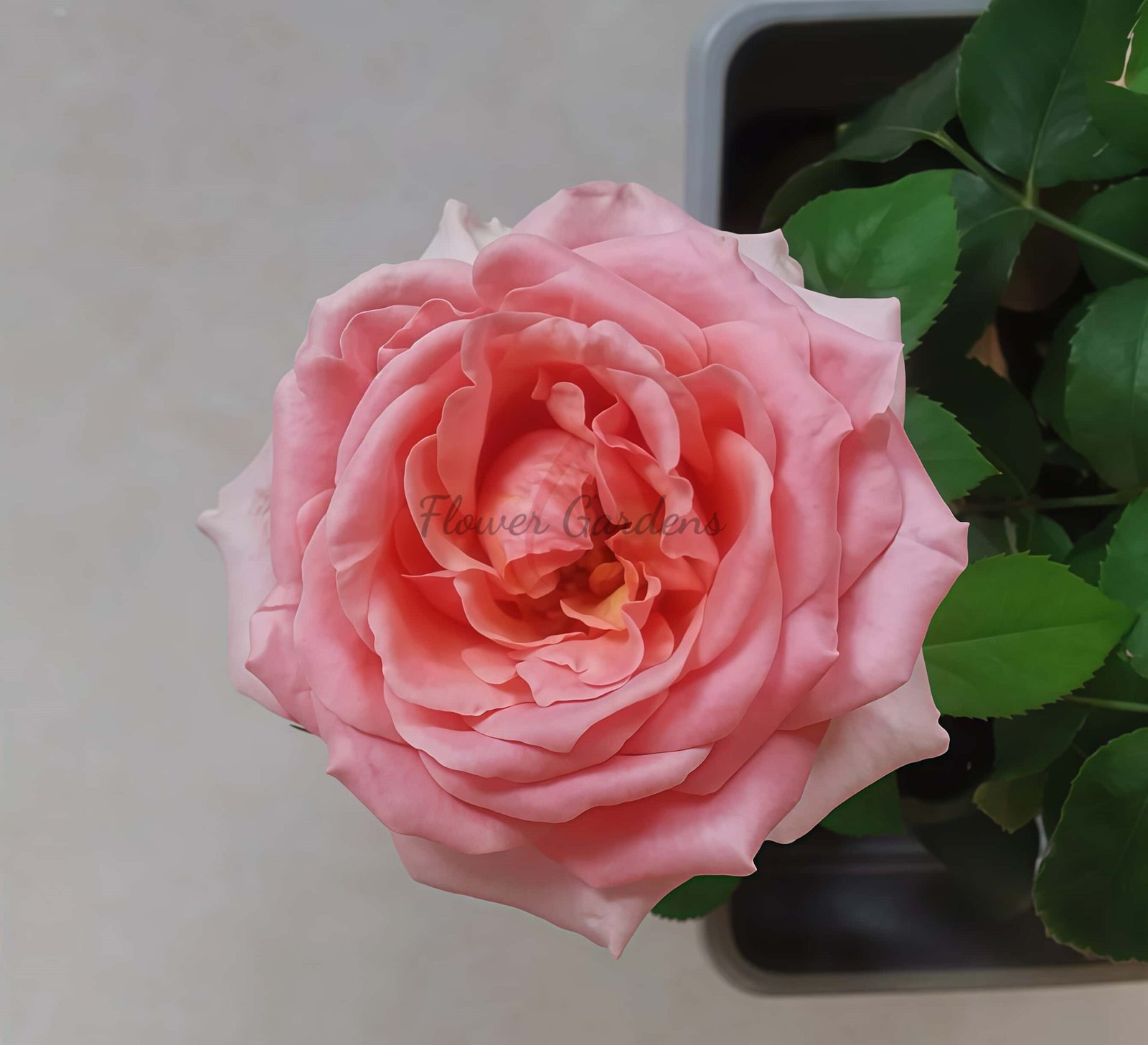 Victorian kiss Rose plant丨Flower Gardens