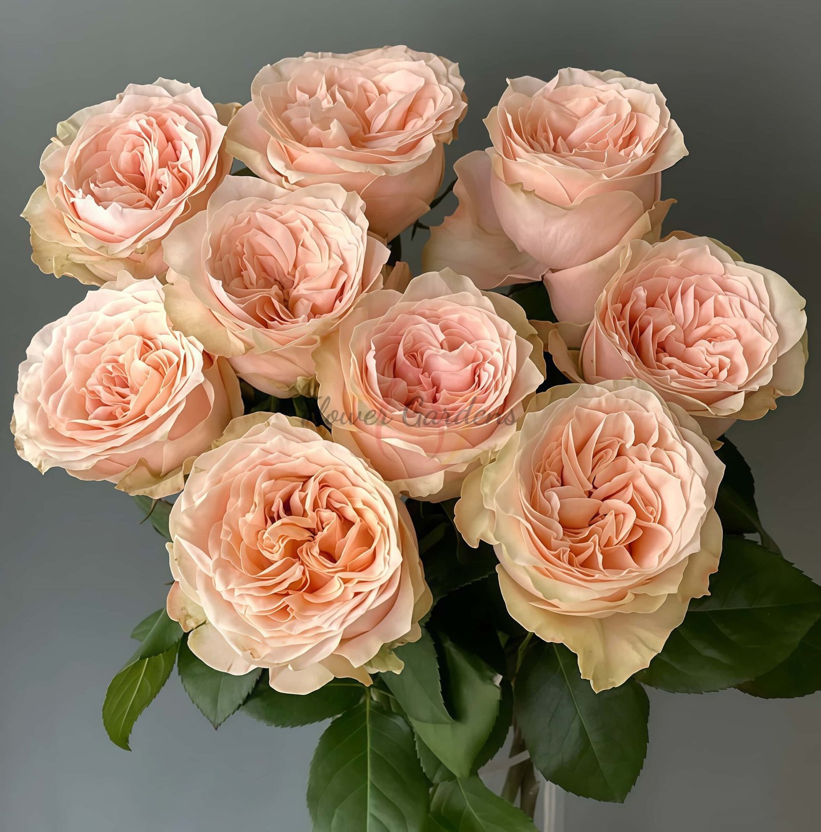 Warm-Hearted Cream Puff Rose丨Flower Gardens