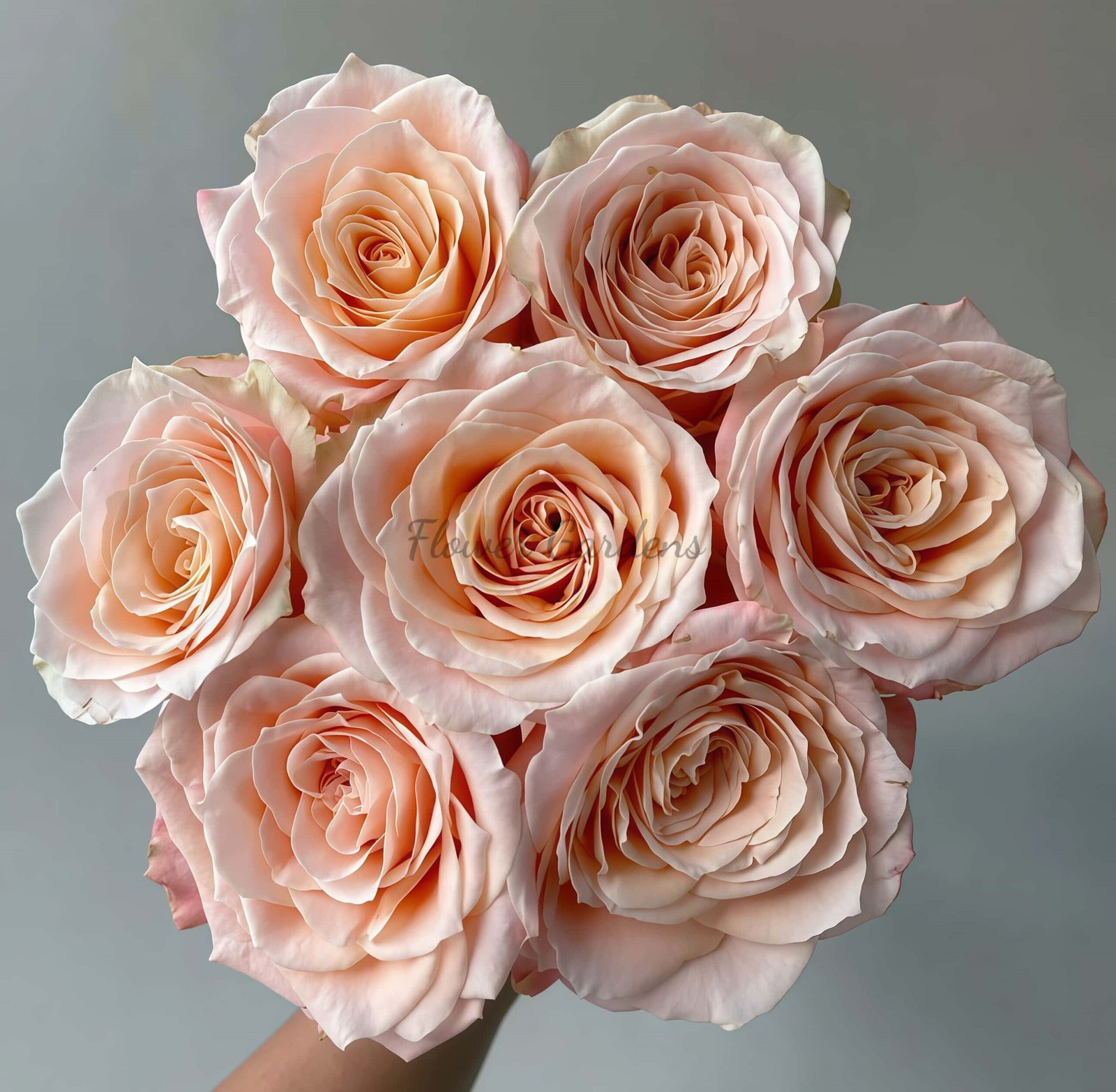 Warm-Hearted Cream Puff Rose for sale丨Flower Gardens