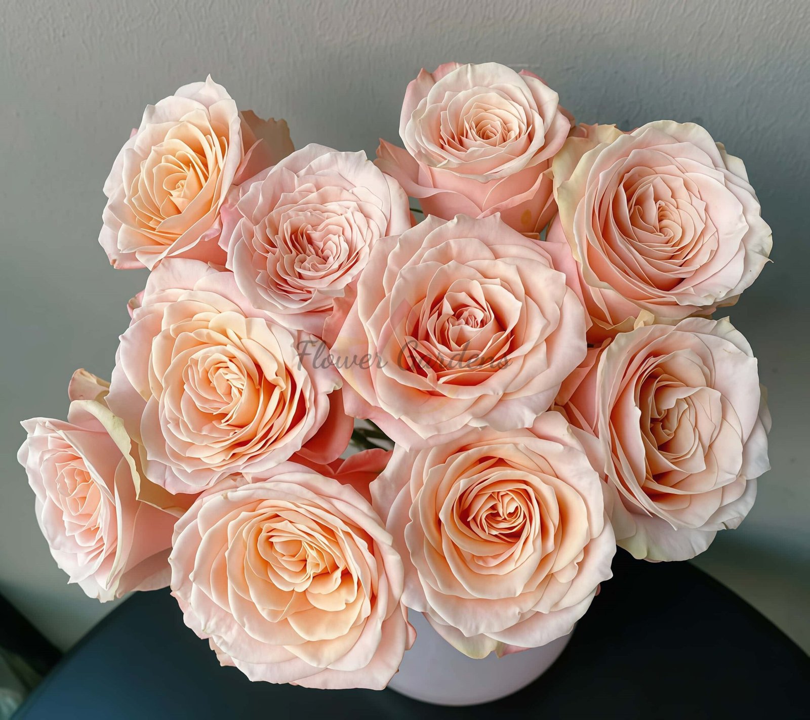 Warm-Hearted Cream Puff Rose丨Flower Gardens