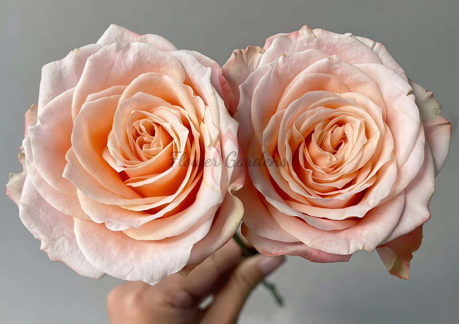 Warm-Hearted Cream Puff Rose plant丨Flower Gardens