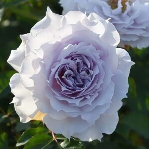 Water Sprite Rose plant丨Flower Gardens