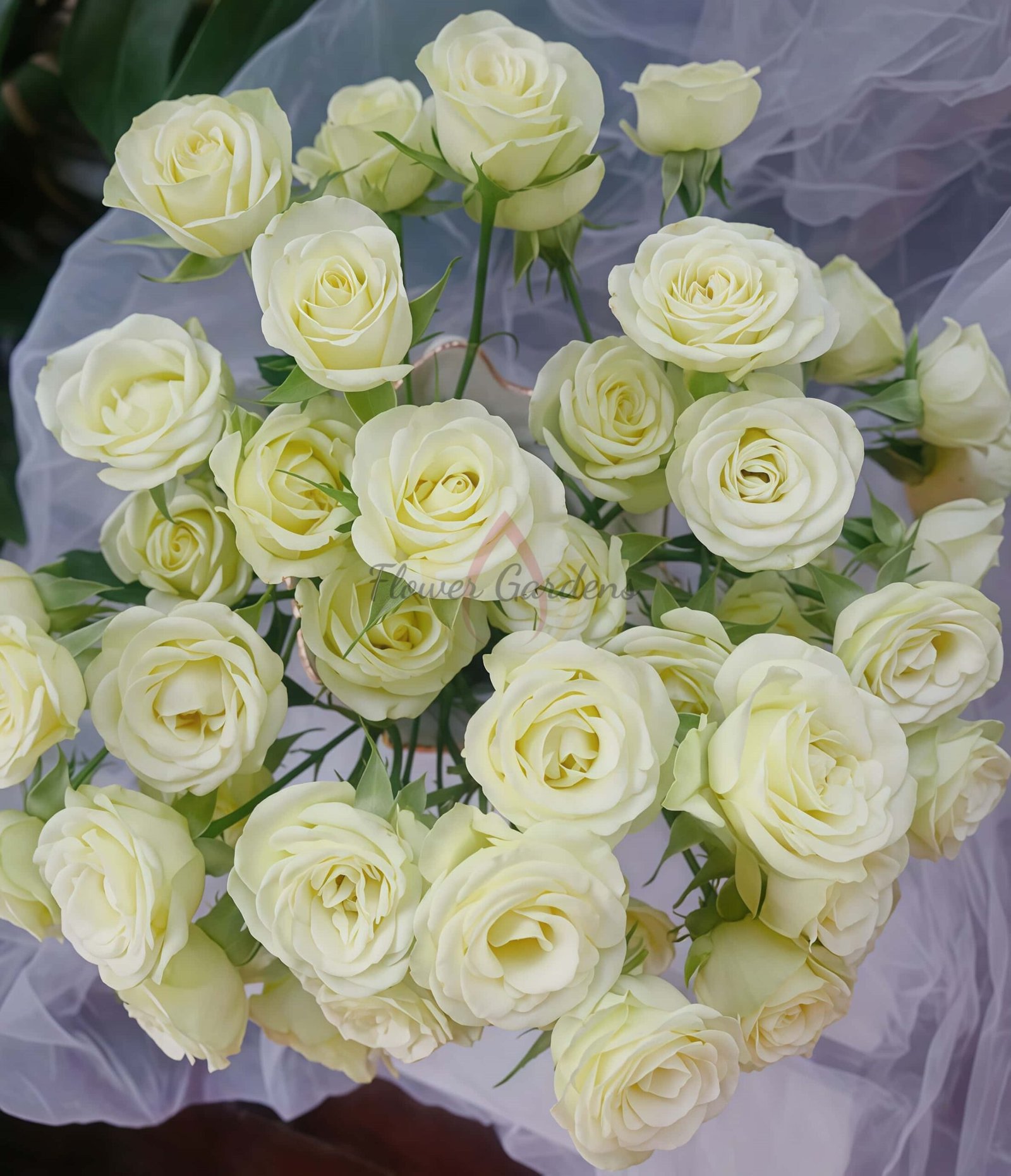 Wedding x-pression Rose丨Flower Gardens