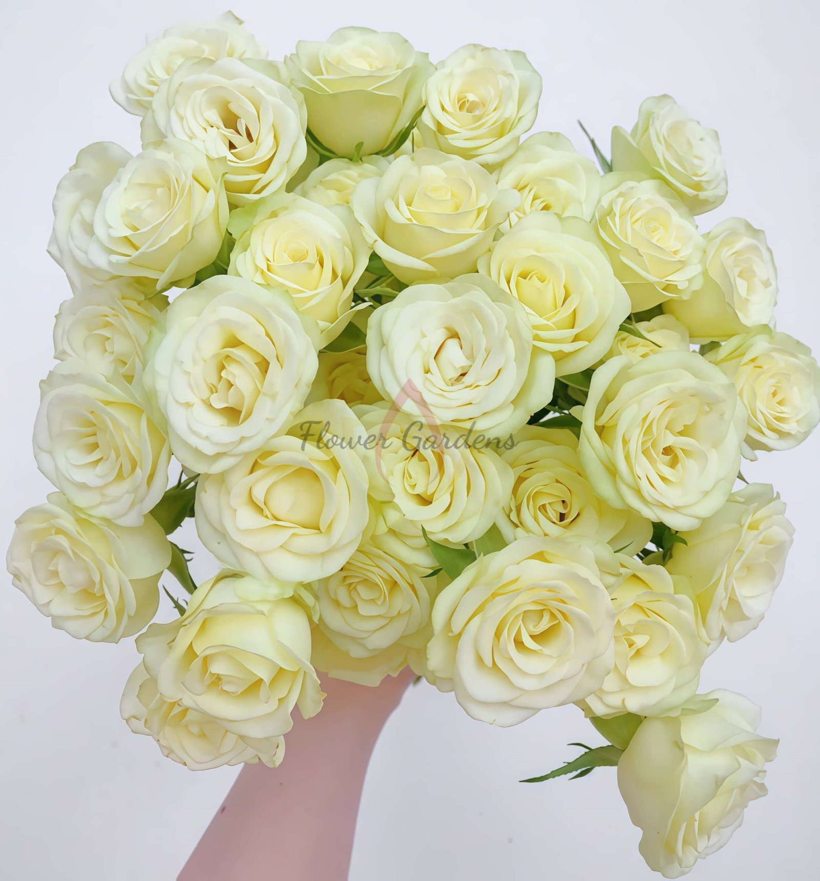 Wedding x-pression Rose plant丨Flower Gardens