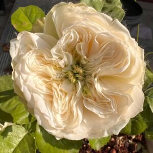 Whitby Abbey Rose for sale丨Flower Gardens