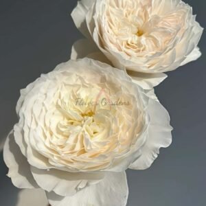 White cloud Rose丨Flower Gardens