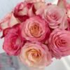 Xiaoxiang Rose plant丨Flower Gardens