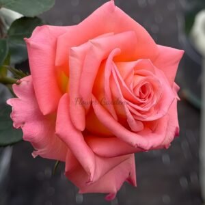 Yanluo Rose plant丨Flower Gardens