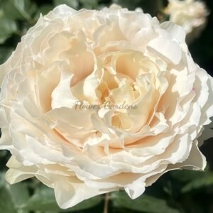 Yves cullum Rose plant丨Flower Gardens