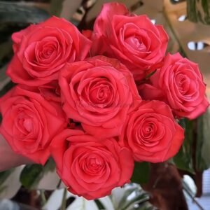 Zhihua Rose for sale丨Flower Gardens