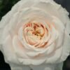 Calisita Rose丨Flower Gardens