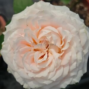 Calisita Rose for sale丨Flower Gardens