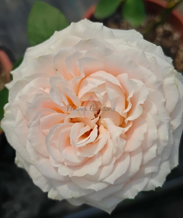 Calisita Rose for sale丨Flower Gardens