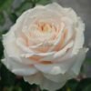 Calisita Rose丨Flower Gardens