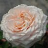 Calisita Rose plant丨Flower Gardens