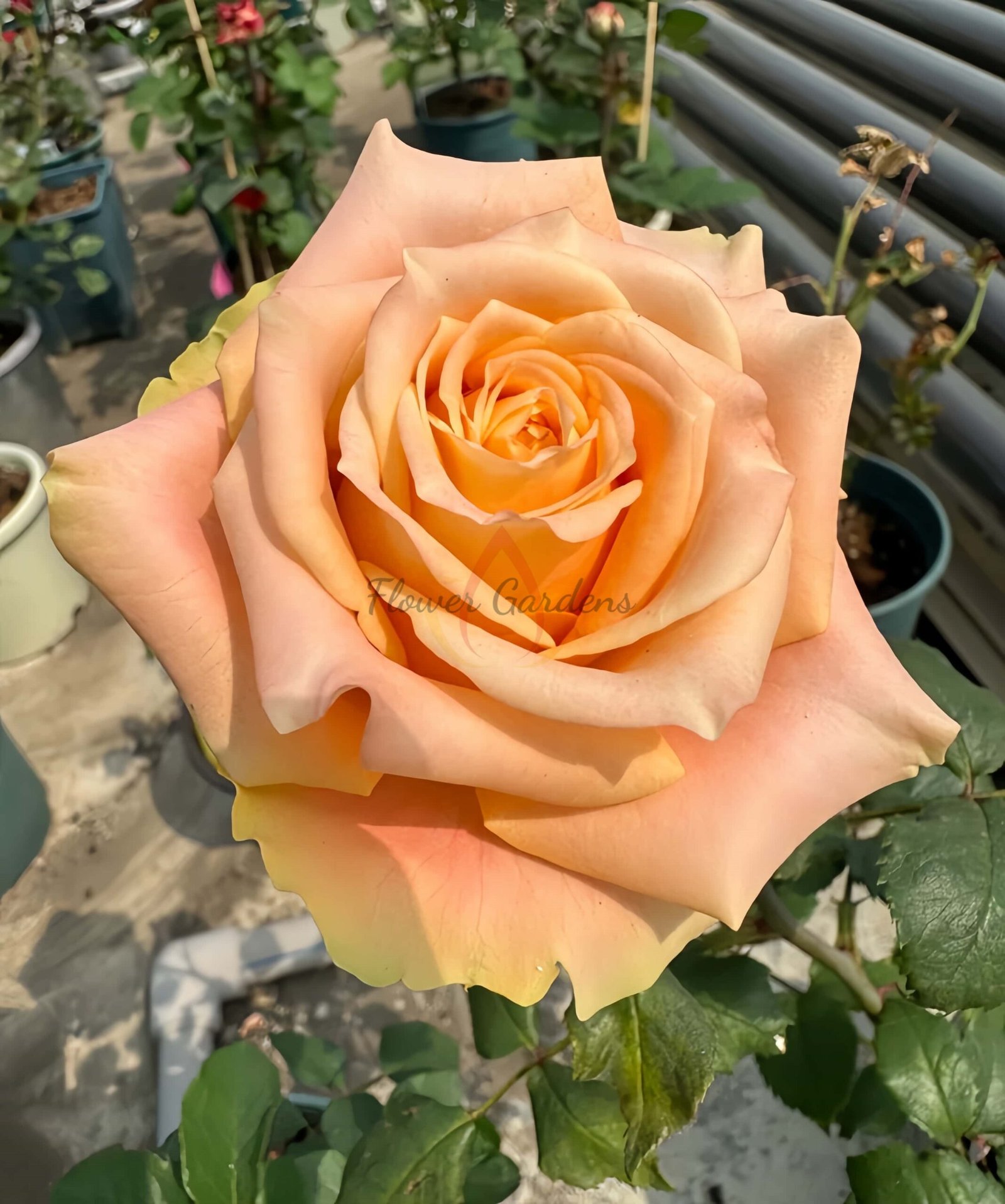 Cream Peach Rose丨Flower Gardens