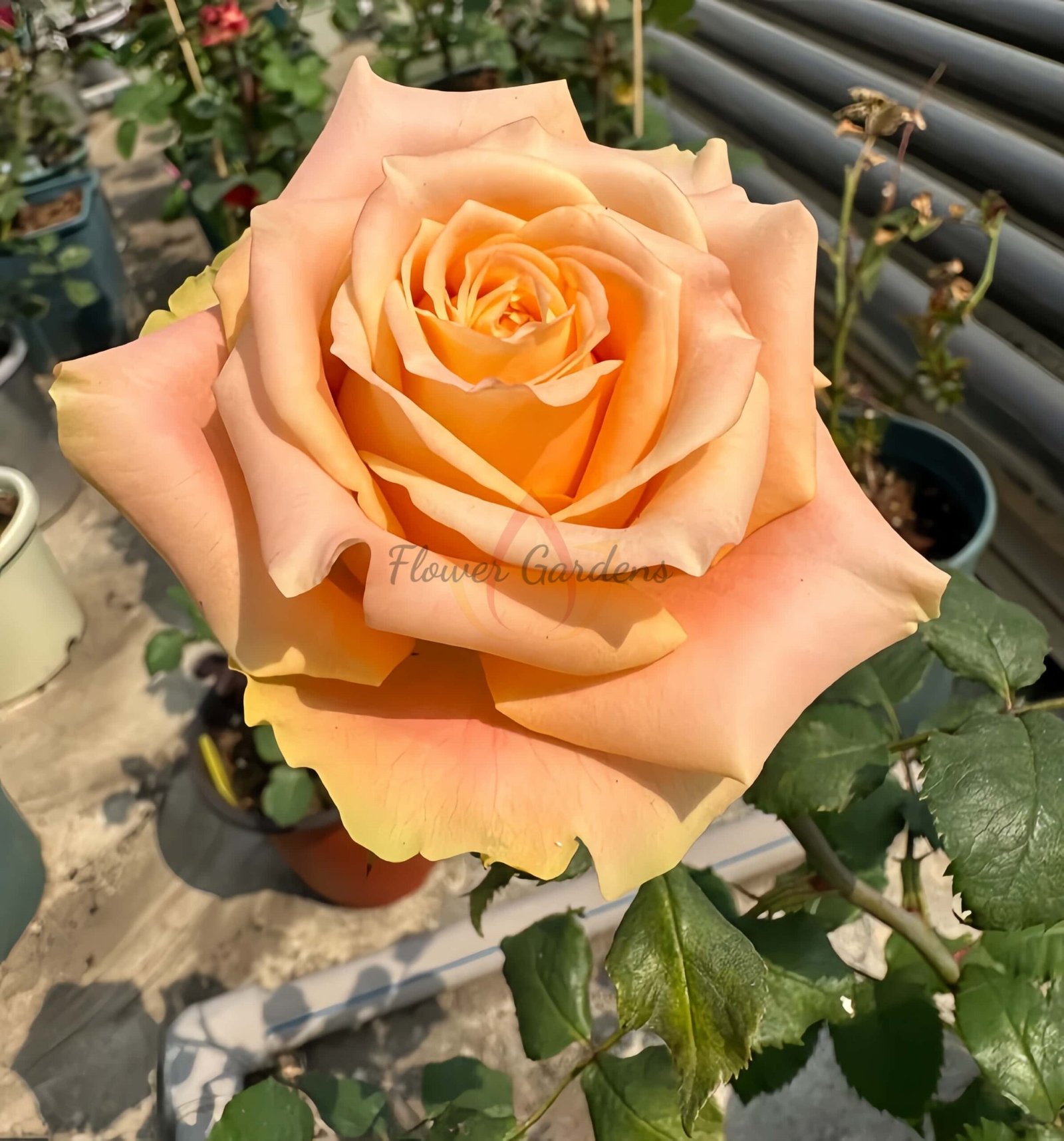 Cream Peach Rose丨Flower Gardens