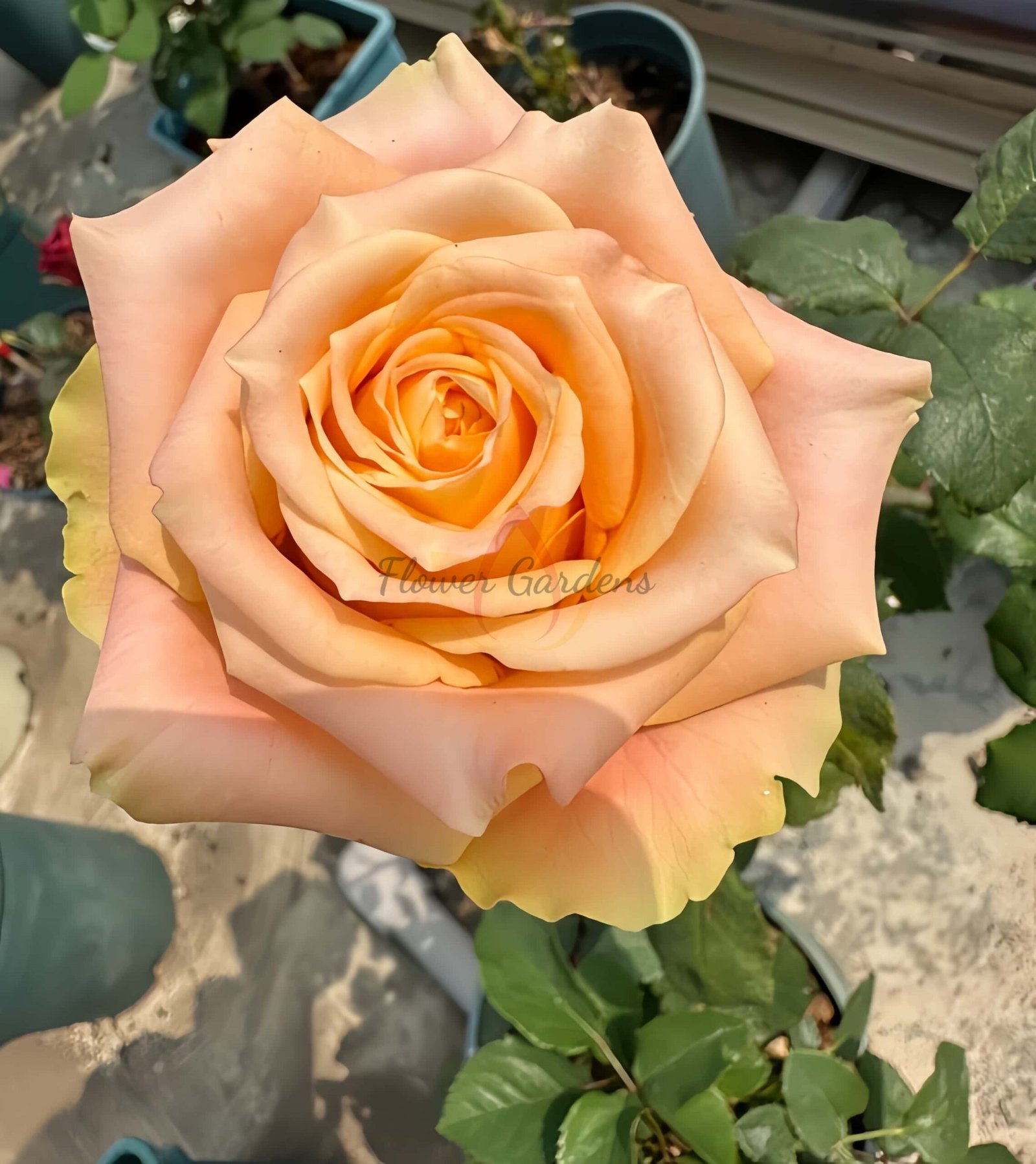 Cream Peach Rose plant丨Flower Gardens