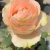 Doris Day Rose丨Flower Gardens