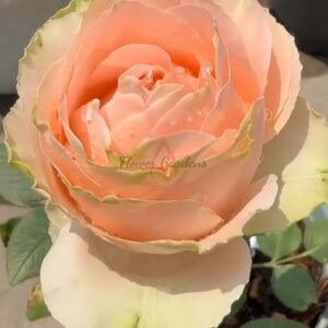 Doris Day Rose for sale丨Flower Gardens
