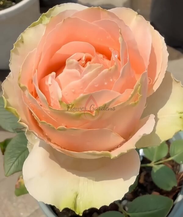 Doris Day Rose for sale丨Flower Gardens