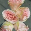 Doris Day Rose丨Flower Gardens