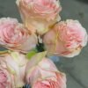 Doris Day Rose plant丨Flower Gardens