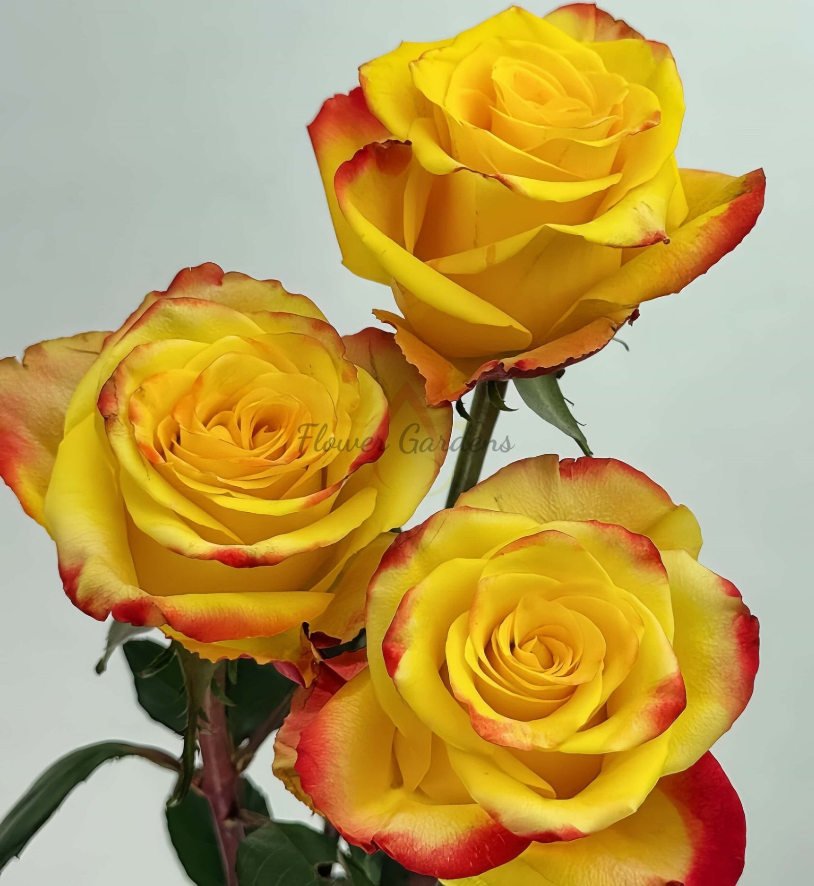 Fuego Rose丨Flower Gardens