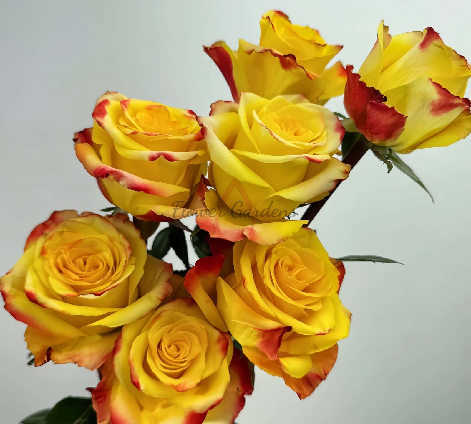 Fuego Rose丨Flower Gardens