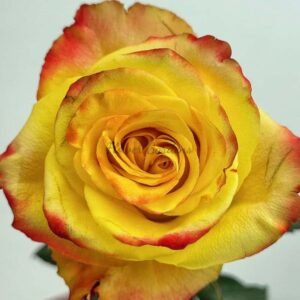 Fuego Rose plant丨Flower Gardens