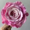 Ice Crown Princess Rose for sale丨Flower Gardens