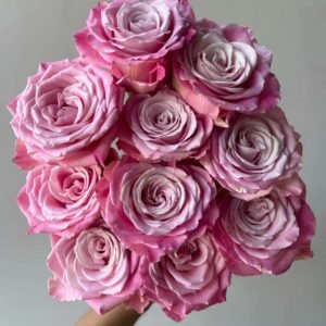 Ice Crown Princess Rose plant丨Flower Gardens