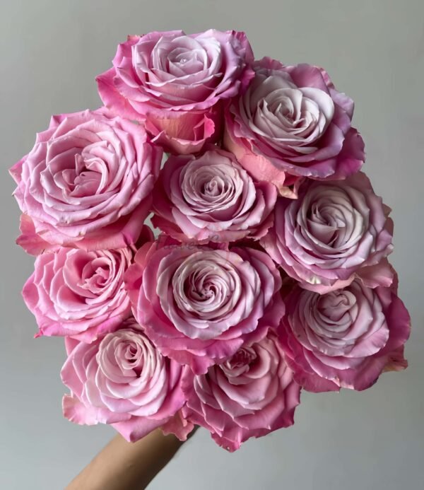 Ice Crown Princess Rose plant丨Flower Gardens